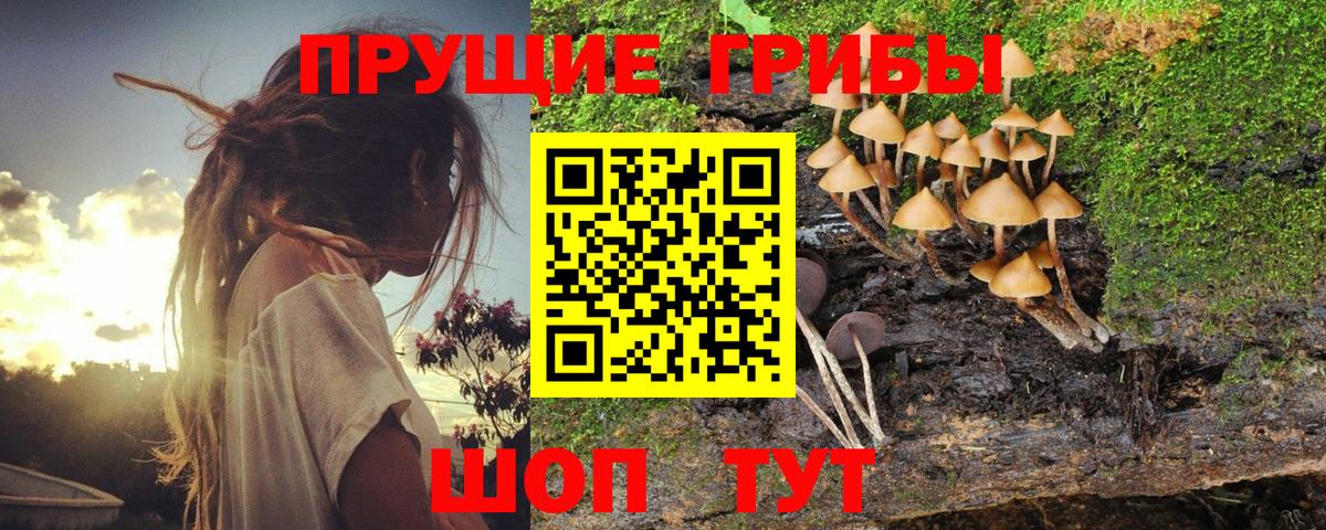 Псилоцибиновые грибы Psilocybine cubensis Рузаевка